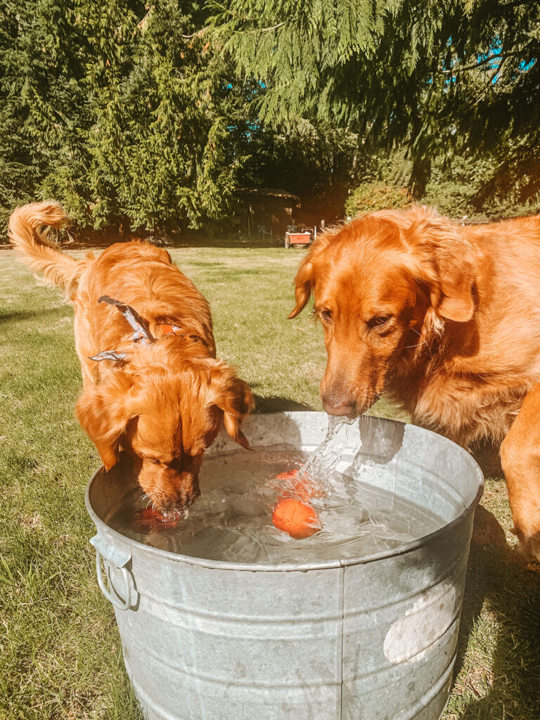 Wilson and Farmer bobbing